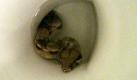 Ein siebenjähriges Mädchen machte ihrem Gang zum Pippimachen eine schockierende Entdeckung: Nach dem Anheben des Klodeckels schaute ihr aus der Schüssel eine Boa Constrictor entgegen. Die Schlange verschwand im Abflussrohr, bevor sie von der Feuerwehr eingefangen werden konnte. Foto: dpa