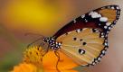 Ein Schmetterling im Präsidentenpalast in Neu Delhi, Indien. Der Kleine Monarch (Danaus chrysippus), auch Afrikanischer Monarch oder Gewöhnlicher Tiger genannt, ist eine Schmetterlingsart aus der Familie der Edelfalter.

A Common Tiger butterfly visits flowers in bloom at the Presidential Palace in New Delhi, India, Tuesday, Sept. 7, 2010. (AP Photo/Gurinder Osan) Foto: ap