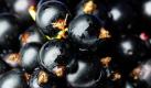 Schwarze Johannisbeeren sind die Vitamin-C-reichsten Beerenfrüchte. 100 Gramm der Früchte enthalten etwa das Doppelte des täglichen Bedarfs (rund 190 Milligramm). Frisch geerntet halten sich Johannisbeeren aber nicht lange, sollten daher schnellstmöglich verzehrt werden. Foto: news.de
