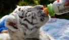 Milch (Foto)