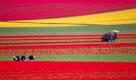 Saisonarbeiter selektieren Tulpen auf einem Feld bei Schwaneberg. Nicht wegen ihrer farbenprächtigen Blüten, sondern zur Gewinnung von Tulpenzwiebeln werden die beliebten Frühjahrsblumen hier angebaut. Nachdem die Pflanzen per Hand selektiert wurden, werden die Blüten geköpft um anschließend die Zwiebeln zu roden und zu waschen. Sie werden an Kunden in Deutschland, Frankreich, Österreich und in der Schweiz verkauft.  Foto: dpa