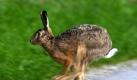 Wer zu Ostern einen Feldhasen sehen will, muss Glück haben. Foto: N. Försterling Foto: dpa