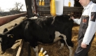 Auf die Milchbauern: Zum Trost - allerdings wre hier wohl ein Glas Milch angebrachter. Vier von fnf frchten laut einer Umfrage aufgrund der sinkenden Milchpreise um ihre Hfe. Foto: news.de/ dpa/ istockphoto (Montage)