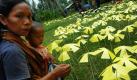 Eine Indonesierin und ihr Sohn betrachten in Sungai Limau aus Papier gefertigte Kirschblüten, die von indonesischen Schülern mit Wünschen beschrieben wurden. Die Aktion fand zum Gedenken des ersten Jahrestages des Erdbebens von Westsumatra statt. Zerstörerischen Erderschütterungen trafen Westsumatra im Jahr 2009, Aceh 2004 und Kobe 1995. Foto: dapd