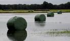 Heuballen liegen am Dienstag (28.09.10) im Wasser einer ueberfuteten Wiese in der Naehe der brandenburgischen Ortschaft Finsterwalde. Die Hochwassersituation in Sachsen versetzt auch Gemeinden in Brandenburg in Alarmbereitschaft. In Spremberg erreichen die Pegelstaende am Mittag die Richtwerte der Alarmstufe drei, teilte das Landesamt fuer Umwelt, Gesundheit und Verbraucherschutz (LUGV) Brandenburgs am Dienstag mit. An den Fluessen Neisse, Spree und Schwarze Elster in Suedbrandenburg koenne das Wasser in den kommenden Tagen bis zur Warnstufe vier ansteigen, so das LUGV
 Foto: dapd