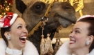 Rockettes Angela Kahle, right, and Erin Monteleone pose for pictures with some animls at Radio City Music Hall in New York, Thursday, Oct. 29, 2009. Camels and other animals posed for pictures with some Rockettes to promote the annual Radio City Christmas Spectacular. (AP Photo/Seth Wenig) Foto: ap