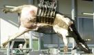 Ein Skandal um illegale Rindfleisch-Importe aus Großbritannien verunsichert die Verbraucher. Aus Angst vor der Rinderseuche BSE werden in Deutschland 1997 tausende Tiere getötet, der Konsum von Rindfleisch geht drastisch zurück. Als Auslöser der Krankheit gilt die Verfütterung von Tiermehl und Tierfett, die dann 2001 europaweit verboten wurde. Foto: dpa