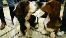 Auf der 134. Westminster Hundeshow in Pennsylvania stupst Basset-Rüde Gladiator seine Hundefreundin Lola an. Die Freunde werden jedoch zu Konkurrenten: Die Bassets treten imWettbewerb gegeneinander an. Foto: ap