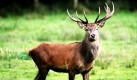 Die Deutsche Wildtier Stiftung hat eine Abschaffung der Hirsch-Reservate in Deutschland gefordert. Der Rothirsch muss sich seinen Lebensraum selbst suchen dürfen sagte eine Sprecherin in Hamburg. Foto: dpa