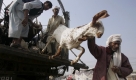 Ein pakistanischer Viehhändler lädt eine Ziege von seinem Laster vor dem muslimischen Eidul-Adha-Fest am 29. November. Foto: ap