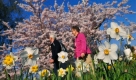 Spaziergnger gehen in den Britzer Grten in Berlin am Sonntag an einem blhenden Kirschbaum und Osterglocken vorbei. Foto: ap