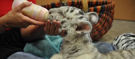 Das drei Monate alte Tigerm&auml;dchen ist der Star im Zoo Aschersleben. (Foto)
