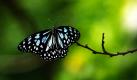 Ein Schmetterling sitzt auf einem Ast in einem Schmetterlingspark in Hyerabad in Indien. Foto: ap
