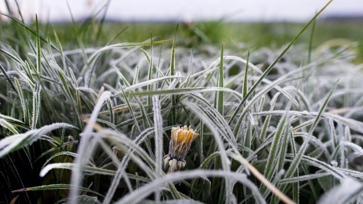 Sorgen die Eisheiligen in diesem Jahr für Frost?