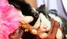 Zwei Hasen gehen am Tag der Liebe in einer Hochzeitszeremonie im Tierpark in Chiang Mai in Nordthailand den Bund der Ehe ein. Anlass für die verrückte Aktion sind der Valentinstag und das gerade angebrochene chinesische Jahr des Hasen. Foto: dpa