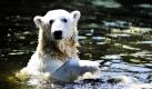 Da macht Knut große Augen: Berlins Star-Eisbär wird bald wieder allein sein. Die dreijährige Eisbärdame Giovanna, die sich mit dem gleichaltrigen Knut ein Gehege teilt, kehrt in den Zoo München zurück. Foto: ddp
