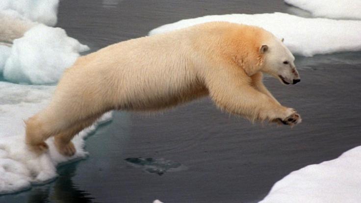 Zu viele Eisbären - deswegen haben die Behörden auf Nowaja Semlja den Notstand ausgerufen.