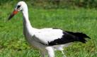 Weißstorch Manfred weiß nach seiner Auswilderung aus der Vogelschutzwarte Storchenhof in Loburg im Jerichower Land noch nicht viel anzufangen mit seiner neuen Freiheit. Nach ihrer vollständigen Genesung beginnt für die Jungstörche ein neuer Lebensabschnitt. Insgesamt wurden drei Störche auf ihre Herbstzüge in wärmere Gefilde entlassen.  Foto: dpa