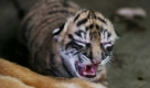 Dieser neugeborene Sumatra-Tiger passt locker in die großen Tatzen seiner Mutter. Schätzungen zufolge leben nur noch rund 250 dieser Tiger in freier Wildbahn. Foto: ap
