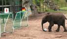 Nelly sah es kommen: Die Elefantendame aus dem niedersächsischen Hodenhagen setzte auf Gegner Japan - wenn auch nach langem Zittern, wie  der Serengeti-Park mitteilte. Fünfmal schoss die Nelly erfolglos auf das  japanische Tor. Erst danach nahm sie den deutschen Kasten ins Visier -  traf dann aber sofort. Bedeutet: Sieg für Japan. Foto: dpa