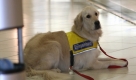 Ein Epilepsiehund kann das Leben von an Fallsucht erkrankten Menschen erheblich erleichtern. Doch auf der Suche nach einem geeigneten Tier stehen die Betroffenen oft vor zahlreichen Problemen. Nicht nur die Kosten in Hhe von rund 25.000 Euro sind fr viele eine Hrde. Foto: news.de