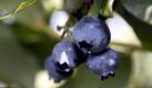 Lecker und gesund:Heidelbeeren haben seit Juli Saison. Mit dem Sommer geht Mitte August aber auch die Heidelbeerernte so langsam zu Ende. Wer noch länger etwas von den süßen Beeren haben möchte, der sollte sie einfrieren. Dazu werden sie auf einem Brett ausgebreitet, einzeln vorgefroren und anschließend in einem Beutel verpackt. So halten sie sich etwa zehn Monate - bis schon fast wieder Heidelbeersaison ist. Foto: dapd