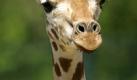 Giraffe (Foto)