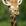 Giraffe (Foto)
