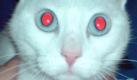 Auch bei der Katze kann das Rot entfernt werden. Bei dieser schon qualitativ eingeschränkten weil verpixelten Nahaufnahme ist diese aber ein schwierigeres Unterfangen... Foto: wikipedia/ EliasAlucard