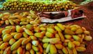 Ein Obstverkäufer im indonesischen Jakarta gönnt sich zwischen seiner aufgetürmten Ware ein Nickerchen. Die gelben Melonen, die der schläfrige Mann anbietet heißen regional timun suri und sind besonders während des Ramadan beliebte Früchte. Serviert werden sie in dieser Zeit als süßes Getränk, das die Zeit bis zum Fatsenbrechen verkürzen soll. Indonesien ist das bekannteste muslimische Land der Welt. Foto: ap
