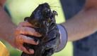 Dave Jenkins, of Marshall, holds onto a muskrat as a group attempts to clean the animal Tuesday, July 27, 2010, in Marshall, Mich. Crews were working Tuesday to contain and clean up more than 800,000 gallons of oil that poured into a creek and flowed into the Kalamazoo River in southern Michigan, coating birds and fish. An estimated 877,000 gallons (3.3 million liters) of oil leaked from a pipeline into the river. (AP Photo/The Kalamazoo Gazette, Jonathon Gruenke) Foto: ap