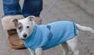 Terrier Sindbad ist overdressed. Denn die meisten Tiere brauchen im Winter keine Kleidung. (Bild: Markus Scholz/dpa) Foto: dpa