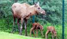 Die neugeborenen Elch-Zwillinge Finn und Hagen sind im Tierpark Berlin mit Mutter Beta unterwegs. Die beiden Mini-Elche kamen am 15. Mai zur Welt. In der 55-jährigen Geschichte sei es das zweite Mal, dass es bei den Europäischen Elchen einen Zwillingsnachwuchs gäbe, so der Zoo. Foto: dpa