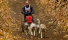 Musher und Hobbyzüchter Erhard Feickert lenkt in Spremberg beim 17. Internationalen Schlittenhunderennen sein Gespann mit fünf Siberian Huskys durch den Wald. Das Rennen dauert noch bis Sonntag. Foto: dapd