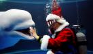 Ein Taucher, der sich als Weihnachtsmann verkleidet hat, stattet einem Beluga einem Besuch im Hakkeijima Sea Paradise Park in Tokio ab. Foto: dpa