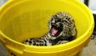 Dem jungen Persischen Leoparden Kian ist das Wiegen im Chemnitzer Tierpark nicht ganz geheuer. Der seltene Nachwuchs der in ihrem natürlichen Lebensraum bedrohten Art wurde am 3. Juli 2011 geboren und nun gegen Katzenseuche und Schnupfen geimpft.  Foto: dapd