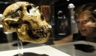Zeitreise in die Geschichte der Menschheit. Im Senckenbergmuseum in Frankfurt am Main ist zurzeit der Schädel des Homo heidelbergensis Bodo zu sehen. Foto: ddp