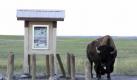 Ein Bison neben einer Besucherinformation in Badlands National Park. Hier, im Süden des US-Bundesstaats South Dakota, wurde der Film Der mit dem Wolf tanzt gedreht. Foto: dpa