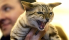 Wenn menschliche Eitelkeiten entscheiden, muss Tier sich lautstark dagegen zur Wehr setzen - so wie diese Bengal-Katze bei einer Schönheitskonkurrenz in Rumänien. Foto: ap