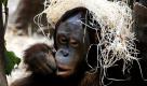 Der malende Orang-Utan Barito hatte sich im Zoo in Krefeld Stroh auf den Kopf gelegt. Barito bekam nach Angaben von der eigens für die Tierbeschäftigung angestellten Mitarbeiterin Christine Peter nur alle zwei Wochen die Malutensilien angeboten, eine Session dauerte rund 45 Minuten.  Foto: ddp