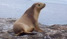 Beim Australischen Seelöwen und seinen knopfäugigen Artverwandten wird dagegen jeder Tierschützer weich.  Foto: wikipedia/ Brian M Hunt