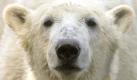 Wem gehört eigentlich...der Eisbär Knut? Knut, das Eisbärenbaby im Berliner Zoo, wurde 2007 schnell zumMedienstar und findige Zeitgenossen ließen sich den Namen Knut als Marke sichern. Auch der Zoo Neumünster, aus dem Knuts Vater Lars stammt, beanspruchte Rechte an dem Eisbär, denn imEinstellungsvertrag war geregelt, dass der erste Nachkomme von Lars Neumünster zufallen sollte. Neumünster zog vor Gericht und einigte sich schließlich mit den Berlinern auf eine Ablöse von 430.000 Euro.

 Foto: dpa