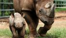 Der Nashorn-Nachwuchs im Taronga Zoo im australischen Dubbo macht sich ganz prächtig beim ersten öffentlichen Auftritt: Mutter Bakhita und ihr noch namenloses Baby waren jedenfalls recht munter unterwegs. Foto: dpa