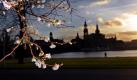 Die ersten Zierkirschen der Saison blühen am Elbufer. Foto: Matthias Hiekel Foto: dpa