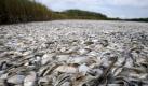 Die toten Fische säumen die Küstengebiete im Süden des US-Bundessstaates Louisiana. Genau dieses Gebiet war von der Ölkatastrophe betroffen. Doch ob es einen direkten Zusammenhang gibt, ist noch unklar. Foto: ap