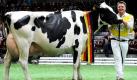 Der Führer und Mitbesitzer von Deutschlands schönster Holsteinkuh Krista, Jörg Seeger aus Großenkneten, freut sich während der Siegerehrung zur Deutschen Holstein-Schau 2011 in Oldenburg über den Sieg. Krista konnte zuvor die Klasse der mittelalten Kühe gewinnen und sich danach als Gesamtbeste durchsetzen. Damit verteidigte sie ihren Titel aus dem Vorjahr. Foto: dpa