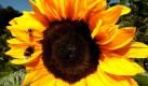 Eine Honigbiene und eine Hummel landen in Herrsching auf einer Sonnenblume. Mit der Sommerhitze der letzten Tage ist es vorerst vorbei: Von Westen her ziehen Gewitter über Deutschland. Wie der Deutsche Wetterdienst mitteilte, ist es bereits heute Vormittag im Westen stark bewölkt, es gibt Schauer und Gewitter. Im Osten scheint zunächst noch die Sonne. Foto: dapd