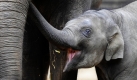Das vier Monate alte Elefantenbaby Rani steht neben seiner Mutter im Tierpark Hagenbeck in Hamburg. Foto: ap