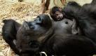 Zum ersten Mal ist die Tieflandgorilladame Mjuku im Londoner Zoo Mutter geworden und kuschelt im Stroh mit ihrem Neugeborenen. Das gesunde Kleine kam am Dienstag auf die Welt und wurde von der ersten Lebenssekunde an von den Tierärzten und Pflegern des Zoos bewacht. Auch die Tanten des Gorillajungen blieben Mutter und Kind immer dicht auf den Fersen. Was jetzt noch fehlt ist ein passender Name für den Affen, der es mal auf 160 Kilo bringen wird.  Foto: dapd