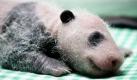 Am 7. September wurde Panda-Zwillinge im Madrider Zoo geboren. Sie sind die ersten Jungen ihrer Art, die in Spanien seit 1982 das Licht der Welt erblickten. Mutter Hua Zui Ba gibt Acht auf ihre Kleinen. Foto: dpa
